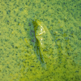 002386L : Ail des ours 