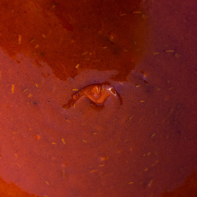 002361L : Miel Abricot